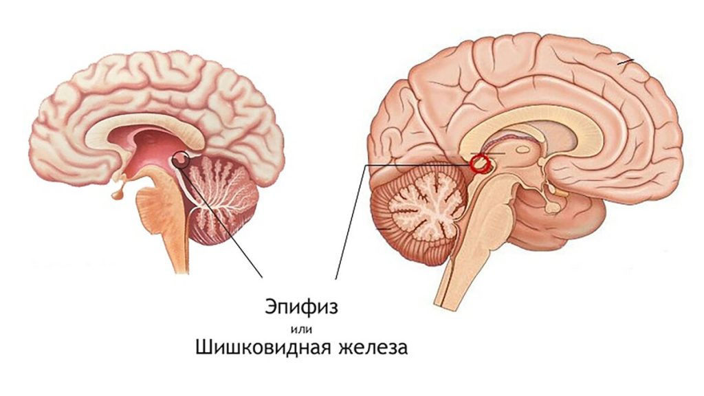 шишковидная железа