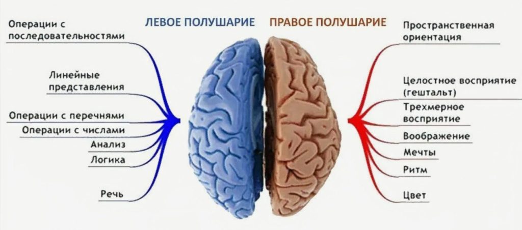 polushariya-mozga-za-chto-otvechayut